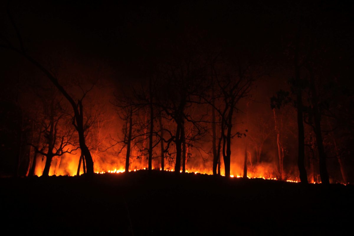 Forest Fire In Tehri